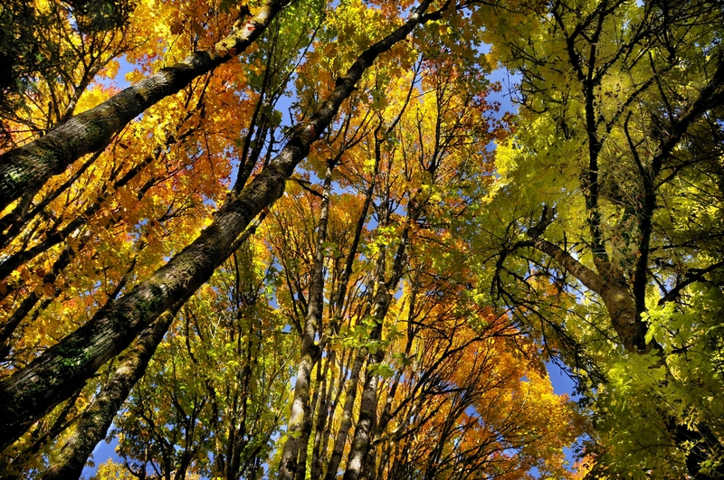 Autumn Trees in Oregon